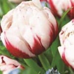 ΤΟΥΛΙΠΕΣ EARLY HORIZON