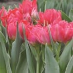 ΤΟΥΛΙΠΕΣ FLASH POINT