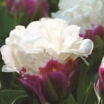 ΤΟΥΛΙΠΕΣ DOUBLE POLAR