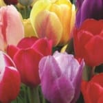 ΤΟΥΛΙΠΕΣ ΜΕΙΓΜΑ TRIUMPH