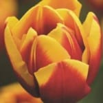 ΤΟΥΛΙΠΕΣ ANDRE CITROEN