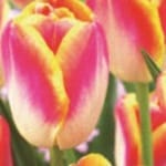 ΤΟΥΛΙΠΕΣ BODYGUARD