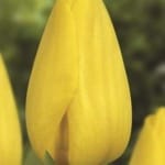 ΤΟΥΛΙΠΕΣ STRONG  GOLD