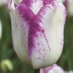 ΤΟΥΛΙΠΕΣ SHIRLEY