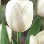 ΤΟΥΛΙΠΕΣ ROYAL VIRGIN