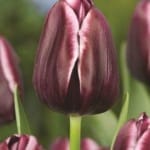 ΤΟΥΛΙΠΕΣ ALEXANDER PUSHKIN