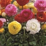 ΝΕΡΑΓΚΟΥΛΕΣ ΜΕΙΓΜΑ