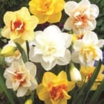 ΝΑΡΚΙΣΣΟΙ ΜΕΙΓΜΑ