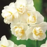 ΝΑΡΚΙΣΣΟΙ CHEERFULNESS