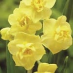 ΝΑΡΚΙΣΣΟΙ YELLOW CHEERFULNESS