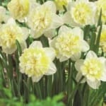 ΝΑΡΚΙΣΣΟΙ SWEET POMPONET