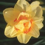 ΝΑΡΚΙΣΣΟΙ TEXAS