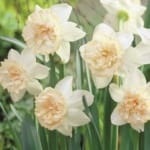 ΝΑΡΚΙΣΣΟΙ PETIT FOUR