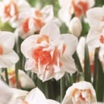 ΝΑΡΚΙΣΣΟΙ REPLETE