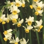 ΝΑΡΚΙΣΣΟΙ JACK SNIPE