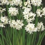 ΝΑΡΚΙΣΣΟΙ PAPERWHITE