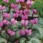 ΚΥΚΛΑΜΙΝΟ HEDERIFOLIUM