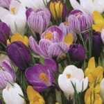 ΚΡΟΚΟΙ ΜΕΙΓΜΑ