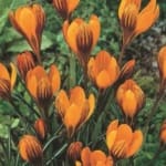 ΚΡΟΚΟΙ ORANGE MONARCH