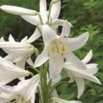 ΛΙΛΙΟΥΜ ΠΑΡΘΕΝΟΚΡΙΝΟΣ