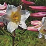 ΛΙΛΙΟΥΜ REGALE