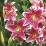 ΛΙΛΙΟΥΜ STARGAZER