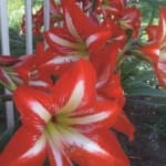 ΑΜΑΡΡΥΛΙΔΕΣ STRIPED