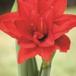 ΑΜΑΡΡΥΛΙΔΕΣ RED