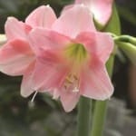 ΑΜΑΡΡΥΛΙΔΕΣ PINK