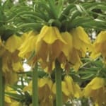 ΦΡΙΤΙΛΑΡΙΕΣ YELLOW