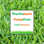 Deschampsia Caespitosa (Tufted hairgrass)