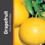 GRAPEFRUIT