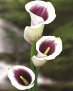 ΚΑΛΛΕΣ 1 (ΚΑΣΕΤΙΝΑ) - Image 3