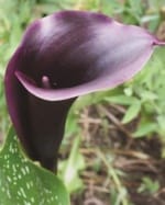 ΚΑΛΛΕΣ 1 (ΚΑΣΕΤΙΝΑ) - Image 4