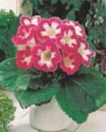 ΓΛΩΞΙΝΙΑ 1 (ΚΑΣΕΤΙΝΑ) - Image 4