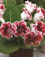 ΓΛΩΞΙΝΙΑ 2 (ΚΑΣΕΤΙΝΑ)