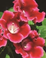 ΓΛΩΞΙΝΙΑ 2 (ΚΑΣΕΤΙΝΑ) - Image 3