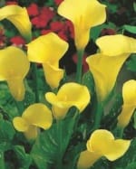 ΦΡΕΖΙΕΣ ΔΙΠΛΕΣ (ΚΑΣΕΤΙΝΑ) - Image 2