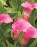 ΦΡΕΖΙΕΣ ΔΙΠΛΕΣ (ΚΑΣΕΤΙΝΑ) - Image 3