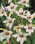 ΦΡΕΖΙΕΣ ΔΙΠΛΕΣ (ΚΑΣΕΤΙΝΑ) - Image 7