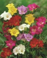 ΦΡΕΖΙΕΣ ΔΙΠΛΕΣ (ΚΑΣΕΤΙΝΑ) - Image 8