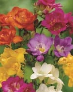 ΦΡΕΖΙΕΣ ΔΙΠΛΕΣ (ΚΑΣΕΤΙΝΑ) - Image 9