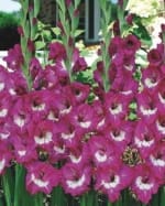 ΓΛΑΔΙΟΛΕΣ RUFFLE FLOWERING (ΚΑΣΕΤΙΝΑ)