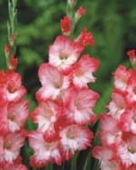 ΓΛΑΔΙΟΛΕΣ RUFFLE FLOWERING (ΚΑΣΕΤΙΝΑ) - Image 2