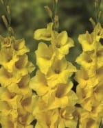 ΓΛΑΔΙΟΛΕΣ RUFFLE FLOWERING (ΚΑΣΕΤΙΝΑ) - Image 3