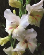 ΓΛΑΔΙΟΛΕΣ RUFFLE FLOWERING (ΚΑΣΕΤΙΝΑ) - Image 4