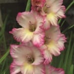 ΓΛΑΔΙΟΛΕΣ LARGE FLOWERING (ΚΑΣΕΤΙΝΑ)