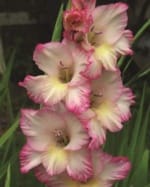ΓΛΑΔΙΟΛΕΣ LARGE FLOWERING (ΚΑΣΕΤΙΝΑ)
