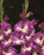ΓΛΑΔΙΟΛΕΣ LARGE FLOWERING (ΚΑΣΕΤΙΝΑ) - Image 2