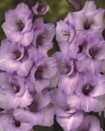 ΓΛΑΔΙΟΛΕΣ LARGE FLOWERING (ΚΑΣΕΤΙΝΑ) - Image 3